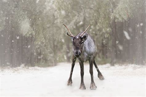 90.000+ kostenlose Rentier Im Winter und Rentier